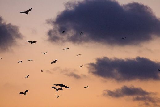 Image of bats in Houston. Mindfulness for anxiety and depression