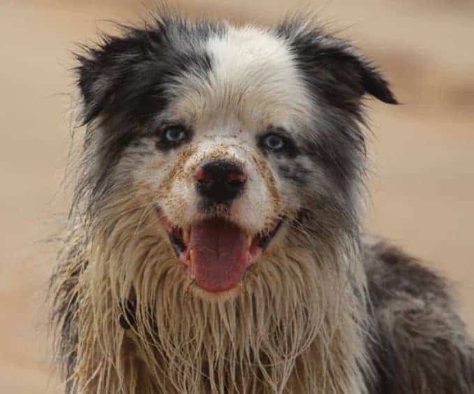 Photo of dirty dog to show places for mindfulness in Houston Tx